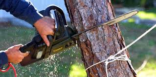 Reliable Wallington, NJ Tree Removal and Landscaping Services Solutions